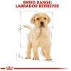 Royal Canin Dry Dog food- Labrador Retriever Puppy