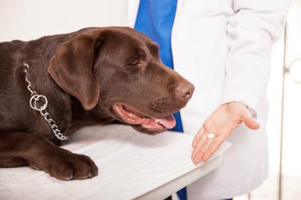Can Dogs Take Aspirin?