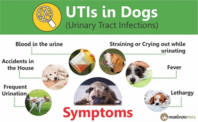 Dog UTI Symptoms You Need to Know - Enchanting Pets