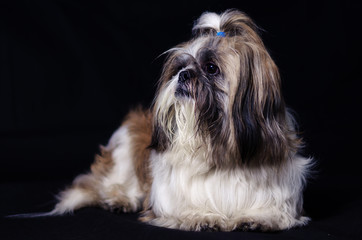 are shih tzus prone to kidney disease