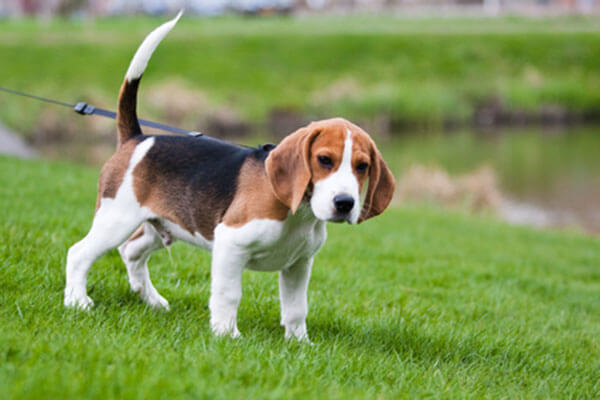 Beagle The Hound Dog