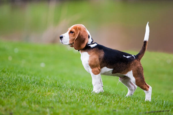 Beagle The Hound Dog1