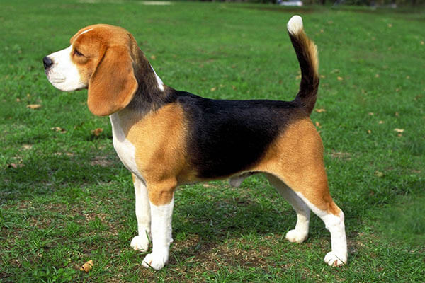 Beagle The Hound Dog3