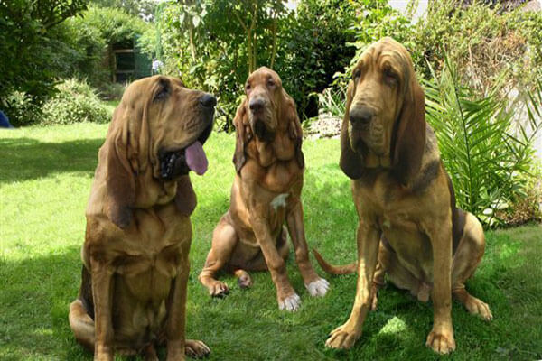 Bloodhound The Hound Dog