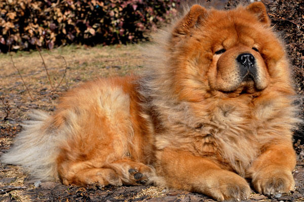 Chow Chow overview