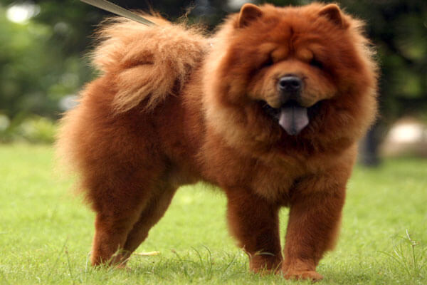 Chow Chow overview