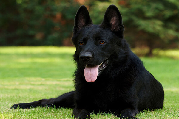 German dog breed1