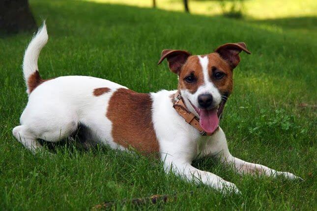 Jack Russell Terrier The Terrier Dog