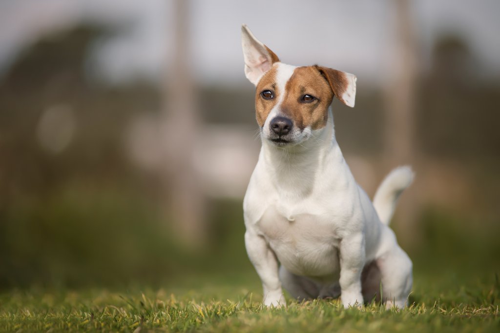 Jack Russell Terrier The Terrier Dog2