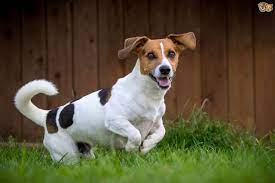 Jack Russell Terrier The Terrier Dog3