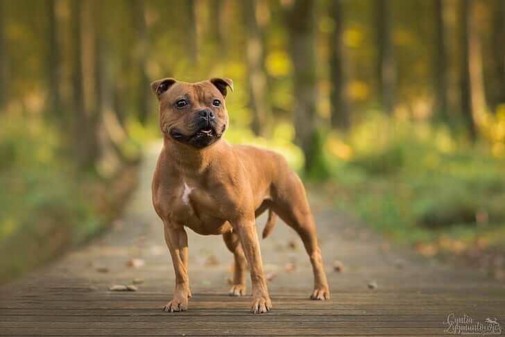 Staffordshire Bull Terrier The Terrier Dog