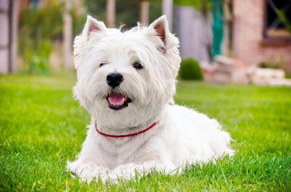 West Highland White Terrier The Terrier Dog