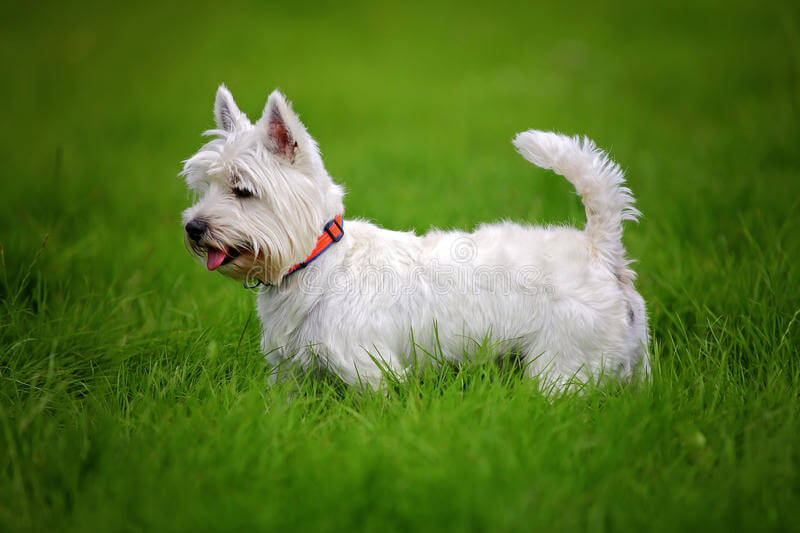 West Highland White Terrier The Terrier Dog1
