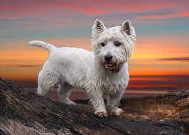 West Highland White Terrier The Terrier Dog5