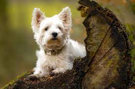 West Highland White Terrier The Terrier Dog6