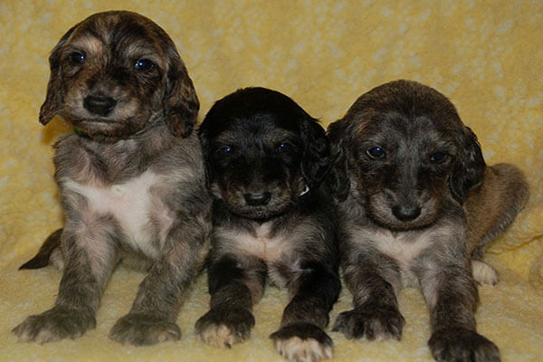 afghan-hound-puppies