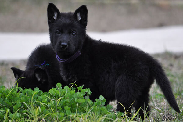 black-german-shepherd-puppies