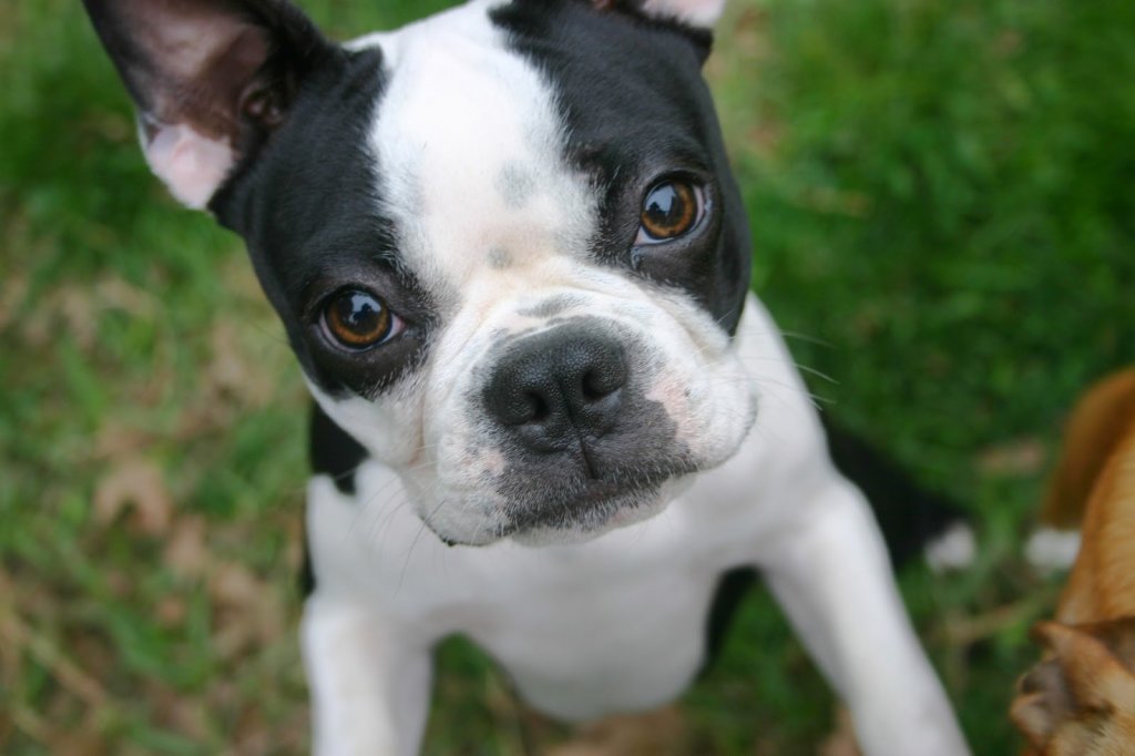 boston-terrier-puppy-1